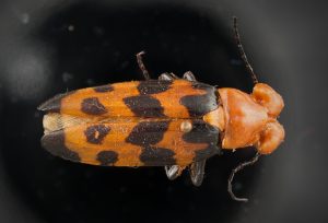 CissitesDorsal_resize